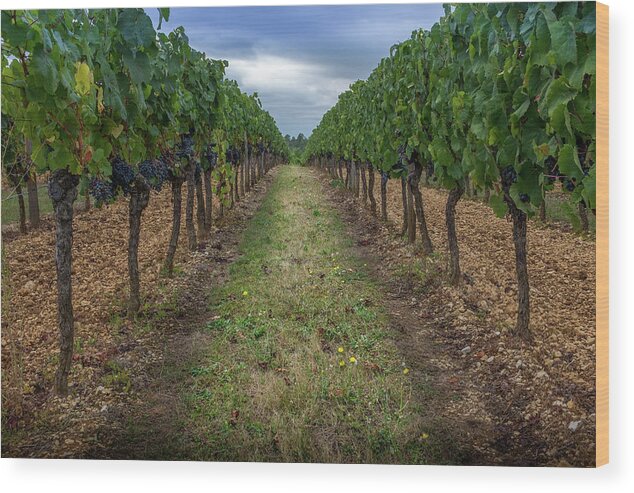 Grapes Wood Print featuring the photograph French Vineyard Row by Georgia Clare