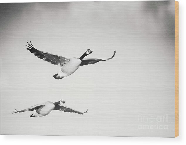 Geese In Flight Wood Print featuring the photograph Geese in Flight by Michael McStamp