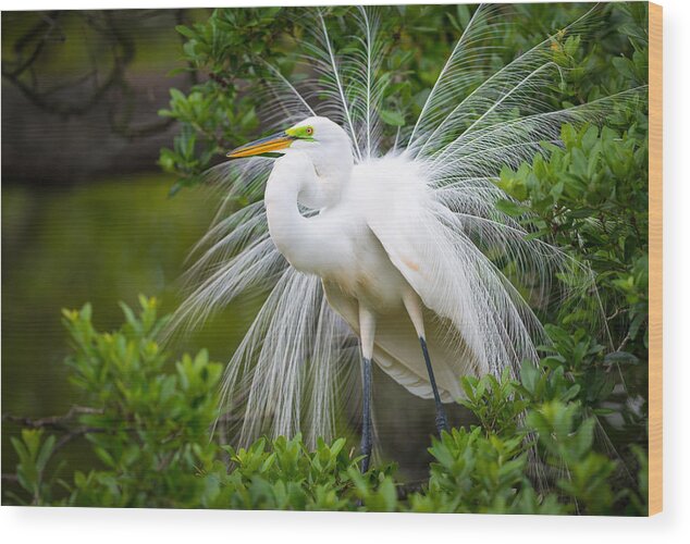 Bird Wood Print featuring the photograph Great Egret Nesting St. Augustine Florida Coastal Bird Nature by Dave Allen
