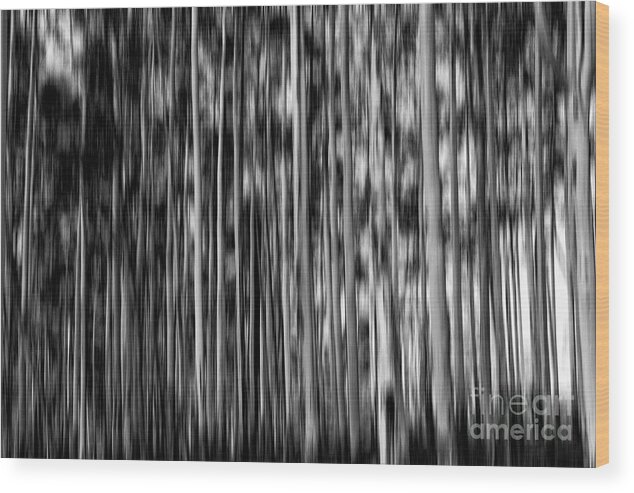 Gum Trees Wood Print featuring the photograph Gum trees in mono by Sheila Smart Fine Art Photography