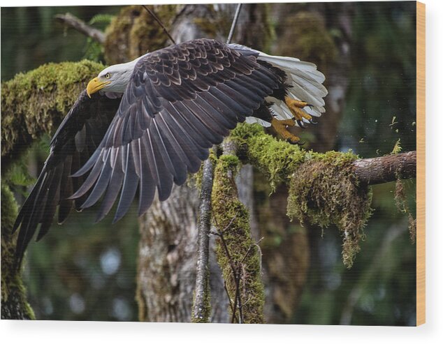 Bald Eagle Wood Print featuring the photograph Jumping by Yoshiki Nakamura