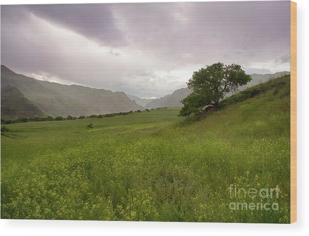 Hells Canyon Wood Print featuring the photograph Lone Tree by Idaho Scenic Images Linda Lantzy