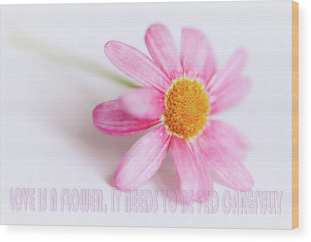 Pink Wood Print featuring the photograph Love is a flower by Nick Biemans