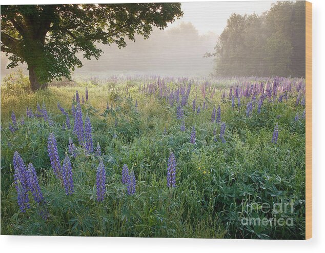 Fields Of Lupine Festival Wood Print featuring the photograph Lupine Field by Susan Cole Kelly