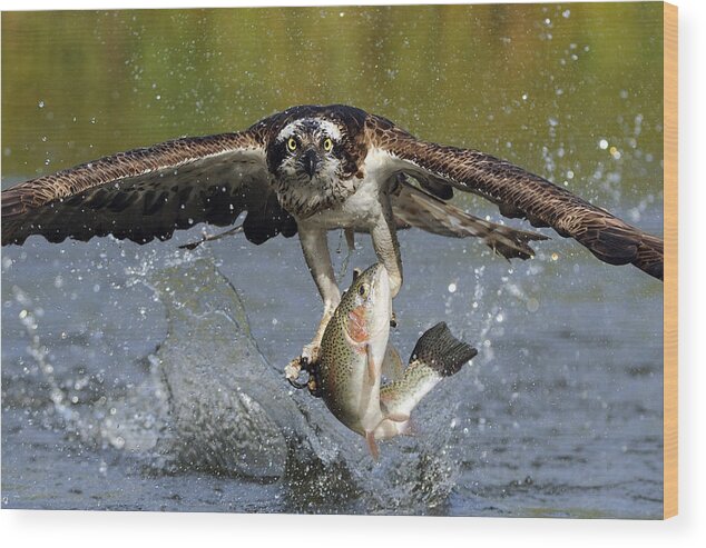 Osprey Wood Print featuring the photograph Osprey Catching Trout by Scott Linstead