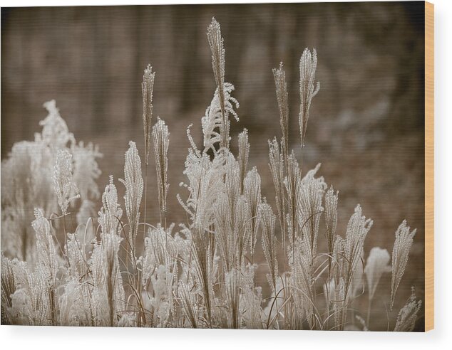 Grass Wood Print featuring the photograph Pampas by Sara Hudock