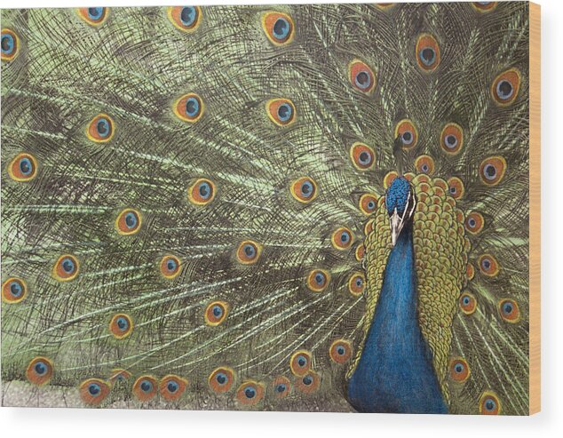 Peacock Wood Print featuring the photograph Peacock by Michael Hudson