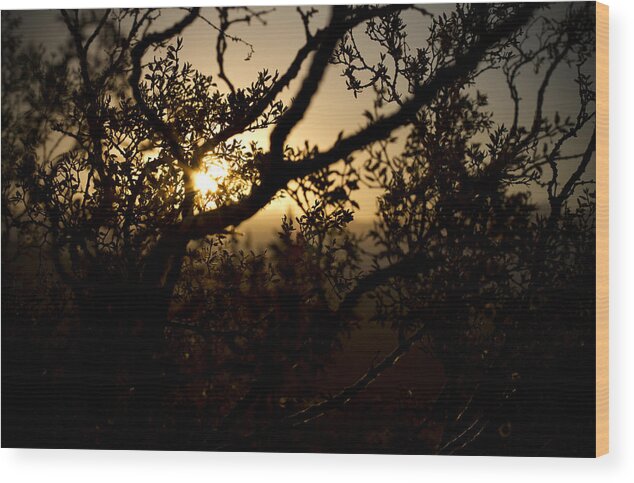 Desert Wood Print featuring the photograph Peeking Sun by Mike Hill