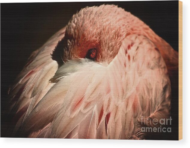 Birds Wood Print featuring the photograph Pink Flamingo I'll Be Watching You by Gus McCrea