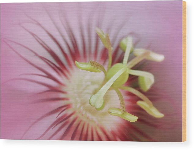 Florida Wood Print featuring the photograph Pink Passion by Carol Eade