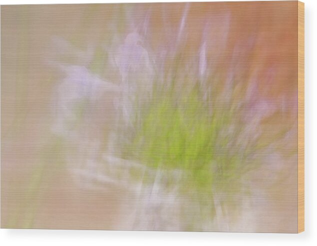 Radial Blur Wood Print featuring the photograph Promise of a Flower by Cheryl Day