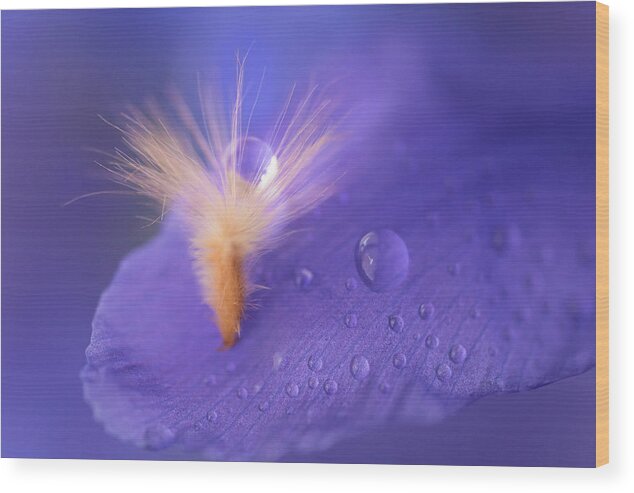 Iris Wood Print featuring the photograph Purple dream by Giovanni Allievi