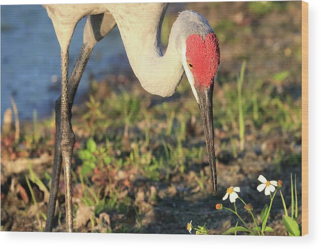 Sandhill Crane Wood Print featuring the photograph Red Heart by Donna Kennedy