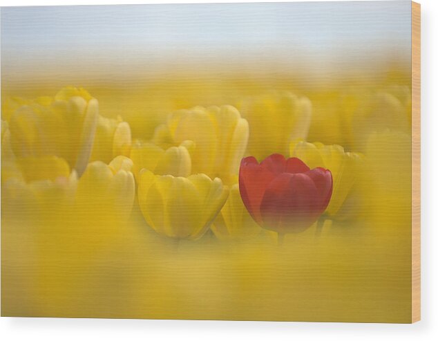 Flower Wood Print featuring the photograph Red in yellow L085 by Yoshiki Nakamura
