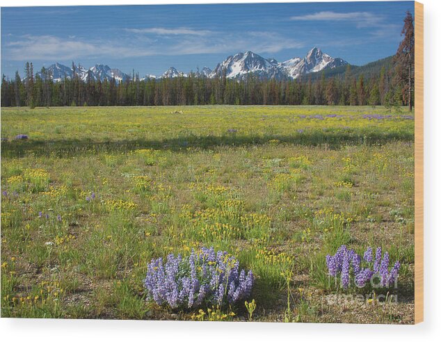 Wildflowers Wood Print featuring the photograph Sawtooths and Wildflowers by Idaho Scenic Images Linda Lantzy
