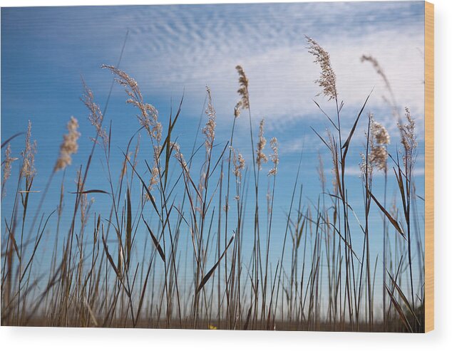 North Carolina Wood Print featuring the photograph Sea Oats and Sky on Outer Banks by Dan Carmichael
