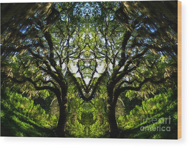 Altered Reality Wood Print featuring the photograph Spanish Moss by Roger Monahan