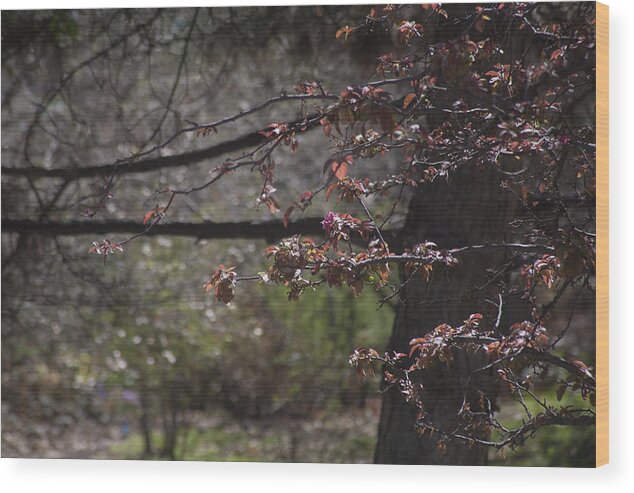  Flower Wood Print featuring the photograph Spring Crabapple by Morris McClung