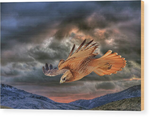 Red Tail Hawk Wood Print featuring the photograph Stormy Flight by Donna Kennedy