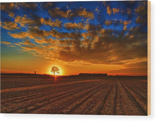 Sunset Wood Print featuring the photograph Sunset Oak by Rod Melotte