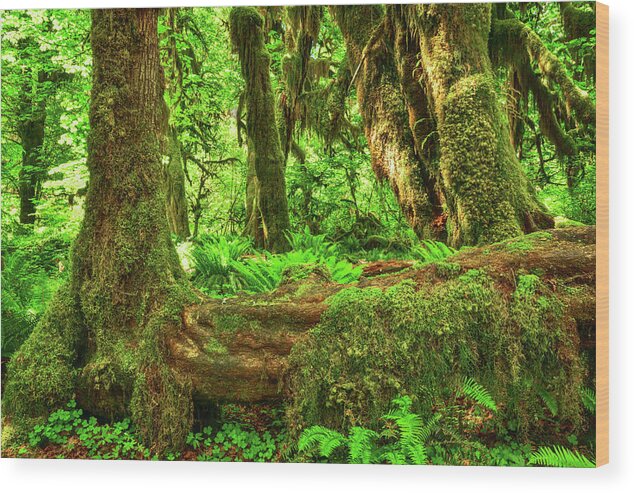 Olympic National Park Wood Print featuring the photograph Super Green Rainforest by Spencer McDonald
