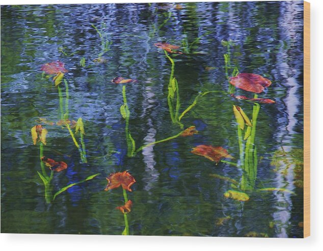 Lake Tahoe Wood Print featuring the photograph Underwater Lilies by Sean Sarsfield