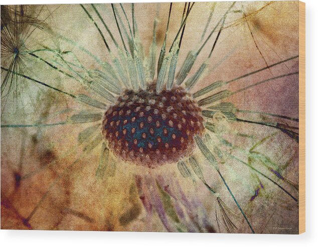 Seeds Wood Print featuring the photograph Unseeded 4 by WB Johnston