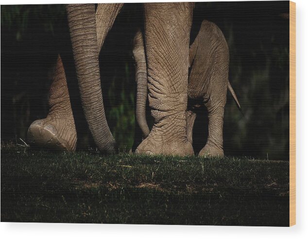 Elephant Mother Baby Wood Print featuring the photograph Wait For Me by Debra Sabeck