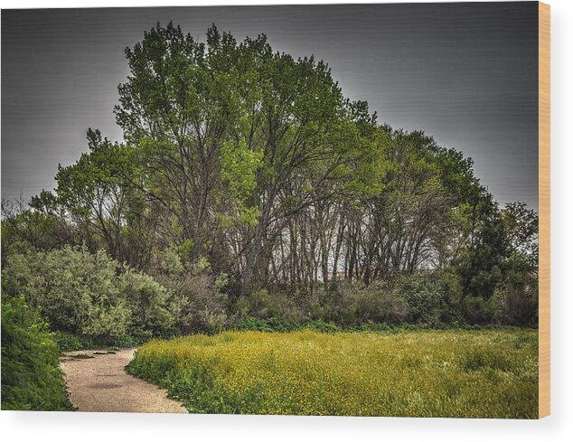 Agriculture Wood Print featuring the photograph Walk in the meadow in spring by Connie Cooper-Edwards