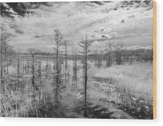 Grassy Waters Park Wood Print featuring the photograph We Cant Walk by Jon Glaser