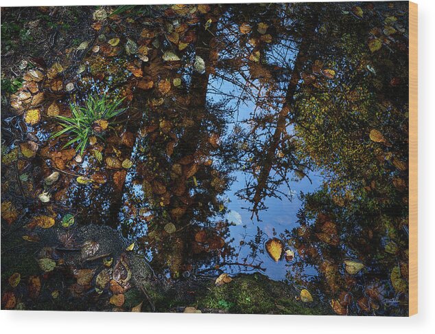 Autumn Wood Print featuring the photograph Wetlands by Doug Gibbons