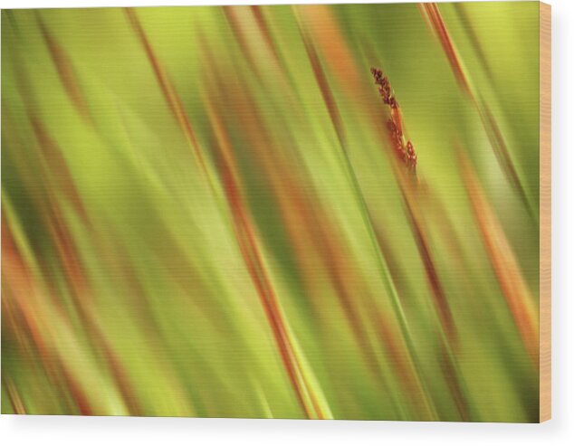 Grass Wood Print featuring the photograph Wild Grass by Cheryl Day