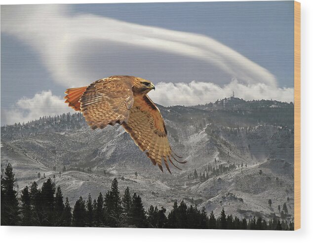 Red Tail Hawk Wood Print featuring the photograph Windy Flight by Donna Kennedy