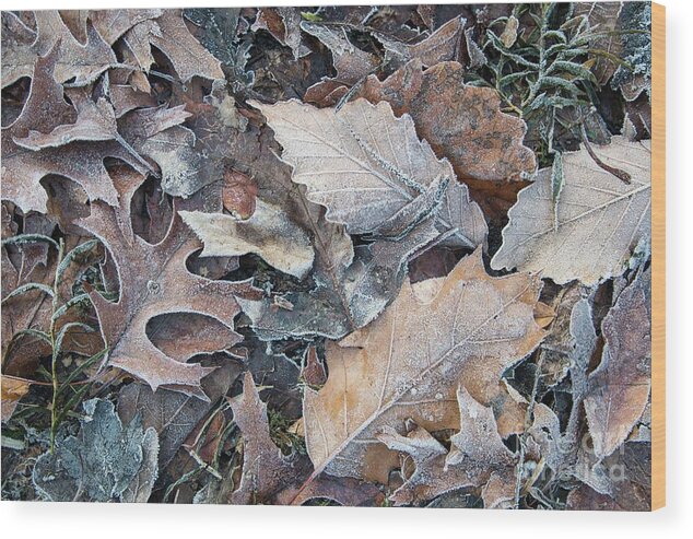 Leaves Wood Print featuring the photograph Winters Kiss - Frost on Fallen Leaves by JG Coleman