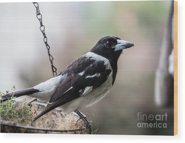 Cracticus Nigrogularis Wood Print featuring the photograph Pied butcherbird #1 by Sheila Smart Fine Art Photography