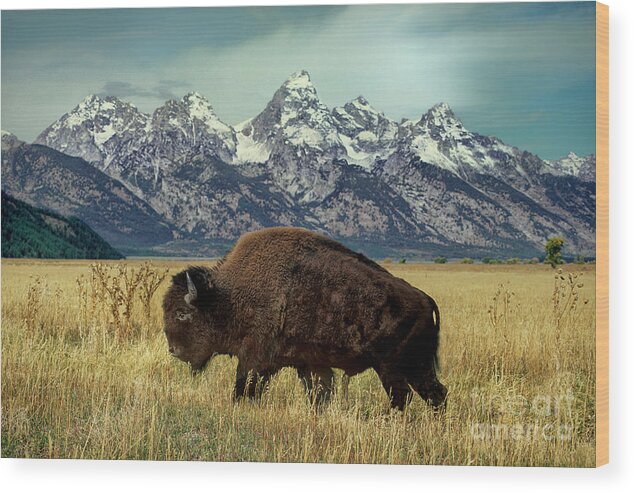 Dave Welling Wood Print featuring the photograph Adult Bison Bison Bison Wild Wyoming by Dave Welling