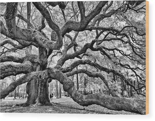 Charleston Wood Print featuring the photograph Angel Oak Tree Black - White by Louis Dallara