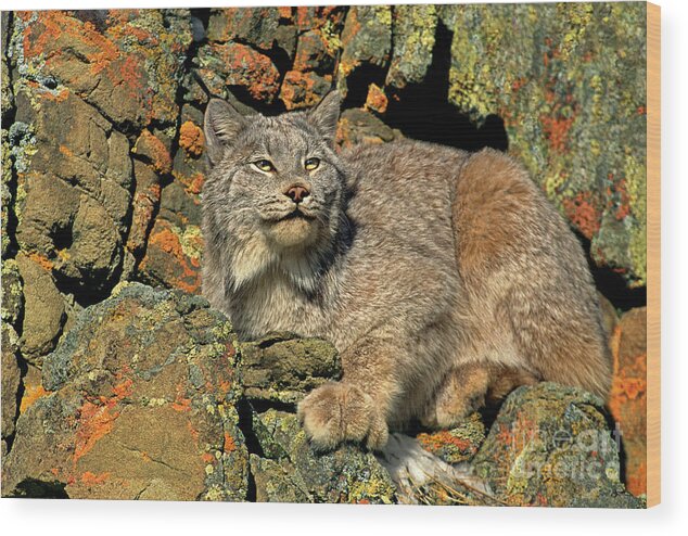 Canadian Lynx Wood Print featuring the photograph Canadian Lynx on Lichen-covered Cliff Endangered Species by Dave Welling