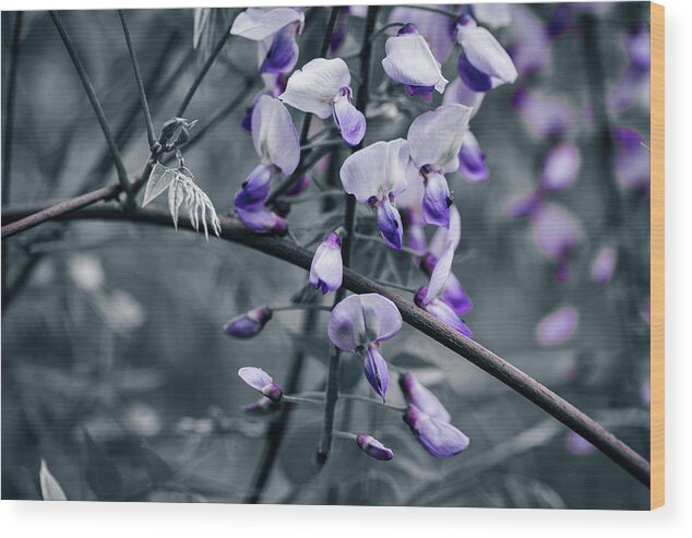 America Wood Print featuring the photograph Cool Blue of Spring by ProPeak Photography