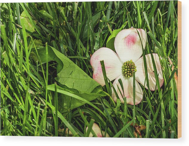 America Wood Print featuring the photograph Every Dogwood Has Its Day by ProPeak Photography