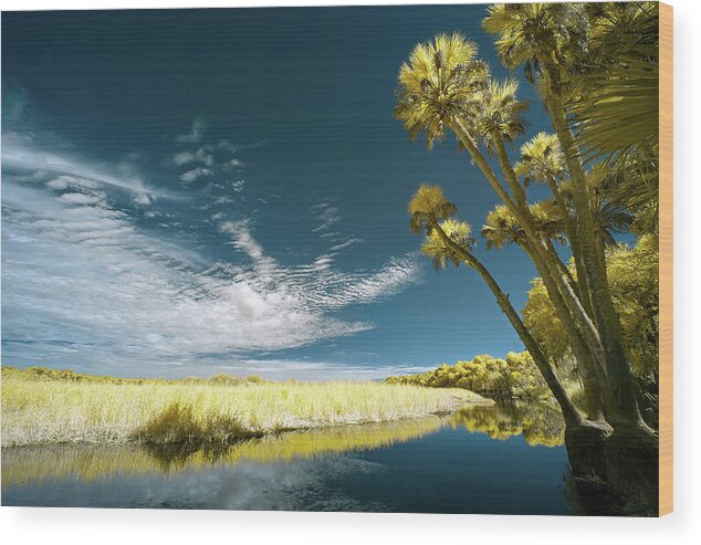 Jon Glaser Wood Print featuring the photograph Florida State Park by Jon Glaser