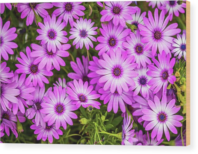 Flowers Wood Print featuring the photograph Flower Patterns Collection Set 04 by Az Jackson