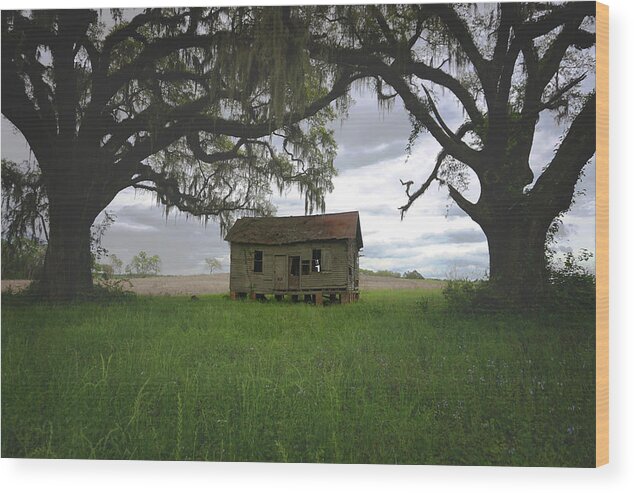 Florida Wood Print featuring the photograph Just Me and the Trees by Kelly Gomez