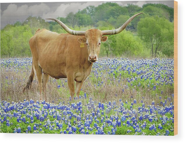 Longhorn Wood Print featuring the photograph Miss Kay in the Bluebonnets by Linda Lee Hall