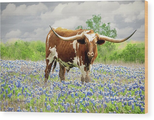 Longhorn Wood Print featuring the photograph Mr. T in the Bluebonnets by Linda Lee Hall