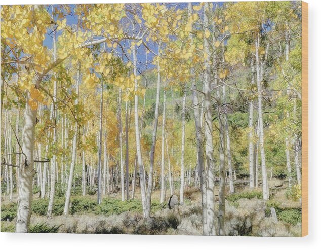 Pando Wood Print featuring the photograph Next of Kin by Donna Kennedy