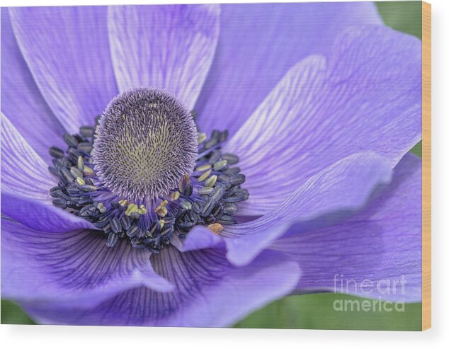 Flower Wood Print featuring the photograph Purple Poppy by Karen Leigh