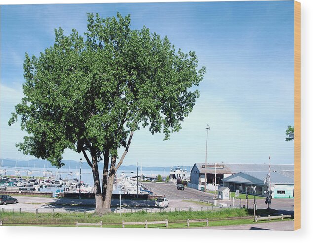 Cottonwood Wood Print featuring the photograph RIP Cottonwood Tree by Rik Carlson