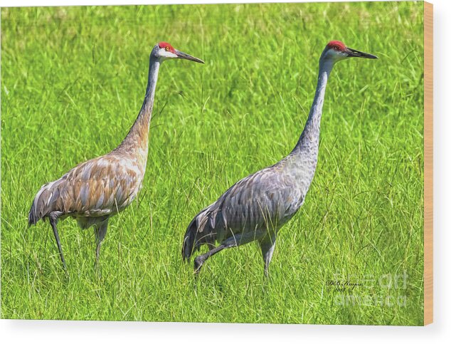 Cranes Wood Print featuring the photograph Sandhill Crane Mates by DB Hayes