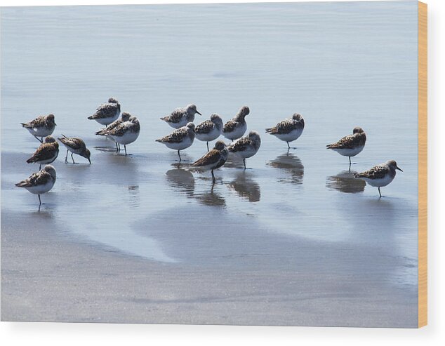 Shore Birds Wood Print featuring the photograph Shore Birds by Cheryl Day